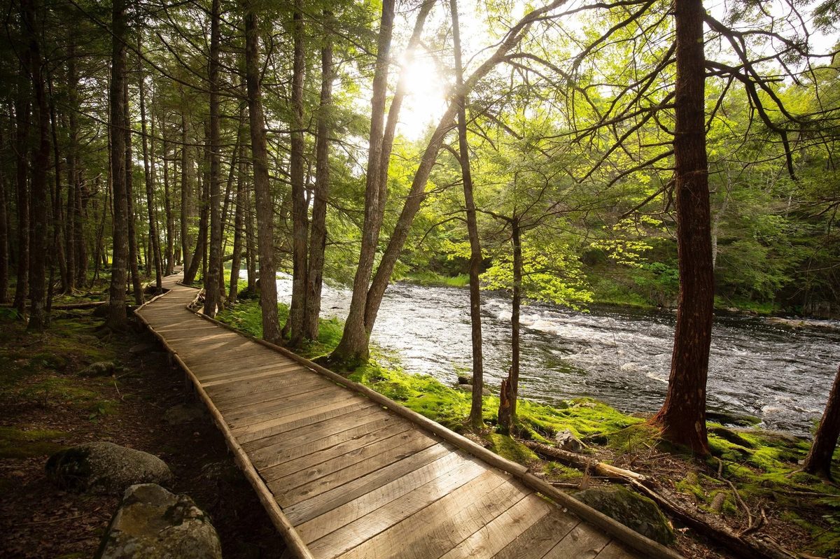 A boardwalk through the forest beside the river